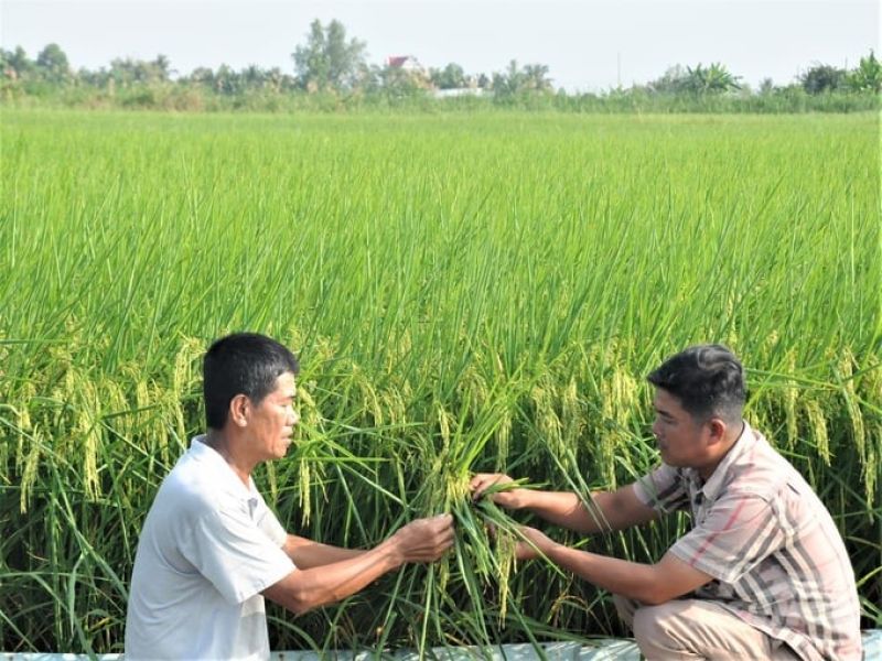 Lúa chất lượng cao, phát thải thấp: Cần quy chuẩn, quy trình, công nghệ tiên tiến